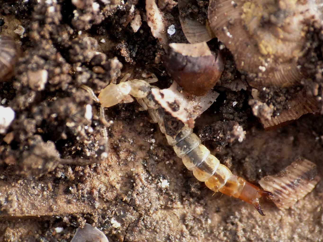 Dipluro Japygidae:  Japix sp. - Tolfa (RM)